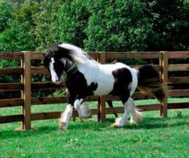   schöne Stute - Stute - hanndover