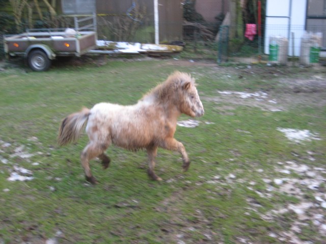 Liebes Mini-Appaloosa fewspot Stutchen 1 J. super Bewegung s.g. Abstammung       - Ponys - Merkelbeek