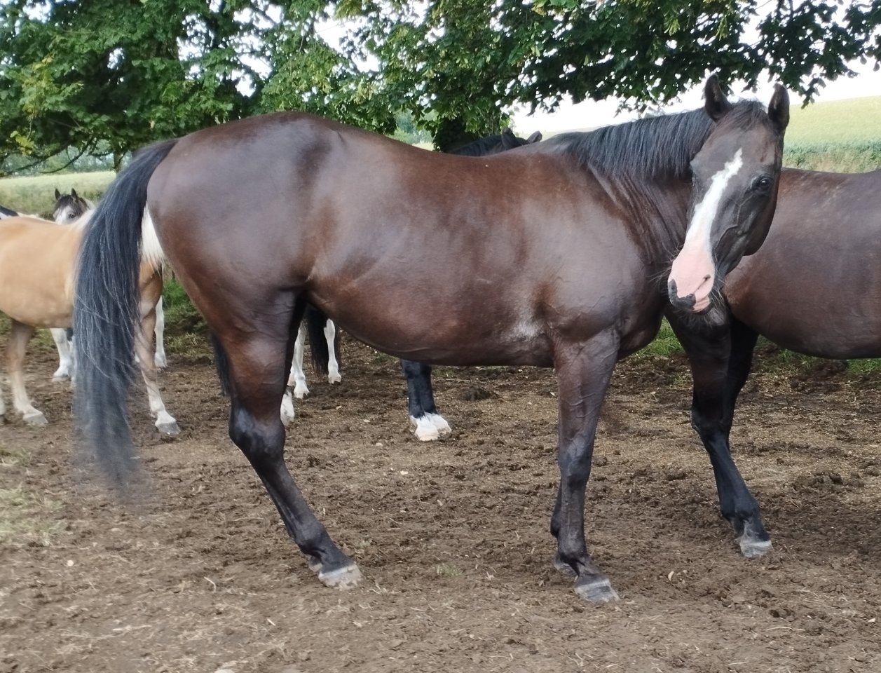 Reitbeteiligung auf Paint Stute - Reitbeteiligung - Solingen