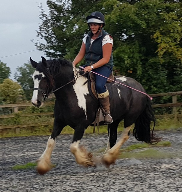   Tinker Stute - Stute -  Lathen