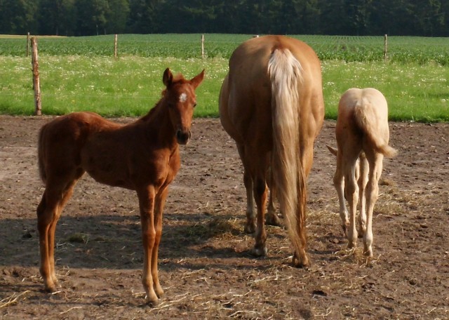 Quarterhorsestute - Jaehrlinge - Menslage