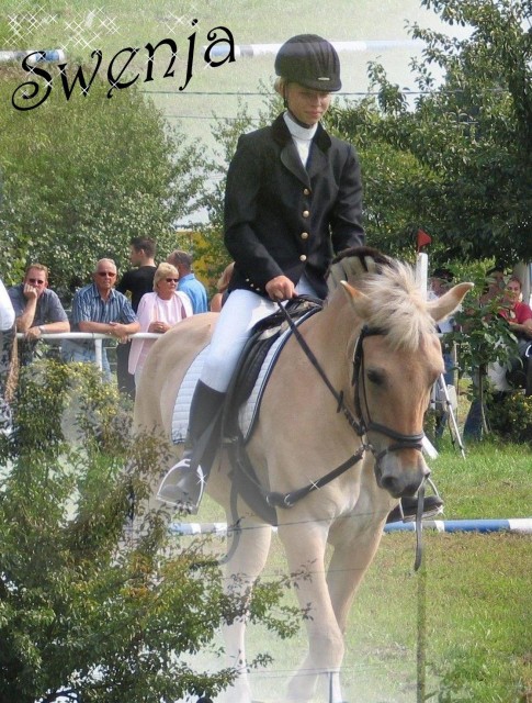 !! SUCHE REITBETEILIGUNG !! - Reitbeteiligung - Bergheim