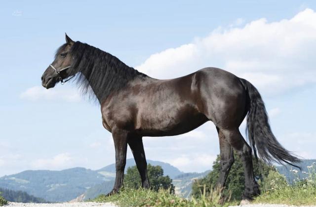 Vielseitiger und sehr lieber 7 jähriger Stute  - Stute - Düsseldorf