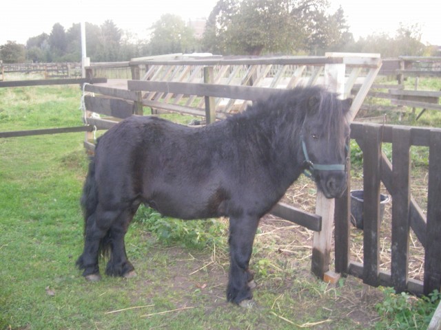 Suche reitbeteiligung - Ponys - erftstadt