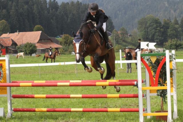 Dressur Oldenburger Stute ideal für große Amateure und Junioren - Stute - ZURICH