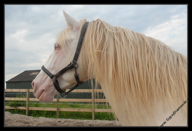 Lusitano Cremello Hengst zur Deckung angeboten - Deckhengst - Mijdrecht