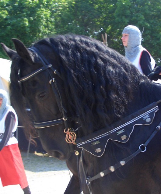 °°Biete Reitbeteiligung auf bravem Friesen in Königsbrunn°° - Reitbeteiligung - Königsbrunn