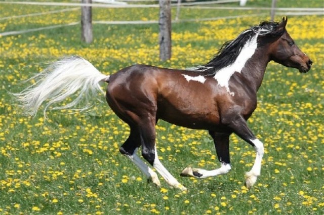 Deckanzeige Pintoaraber Deckhengst mit 90.63% AV-Anteil - Deckhengst - Berikon AG