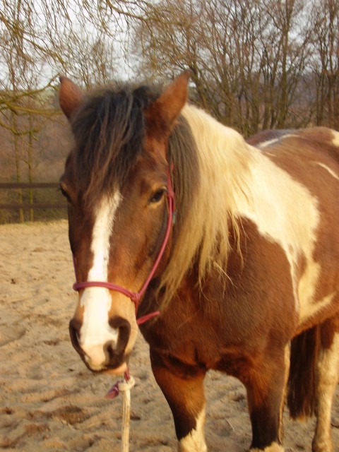 Reitbeteiligung für Ponystute nahe Düsseldorf - Reitbeteiligung - Düsseldorf