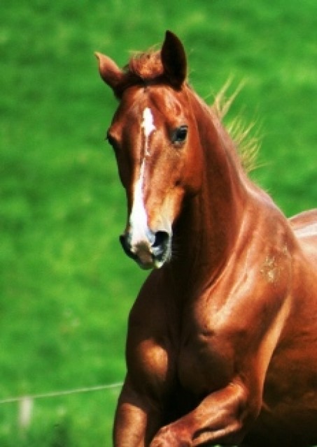 Gut ausgebildetes elegantes Dressurpferd - Stute - Kronberg