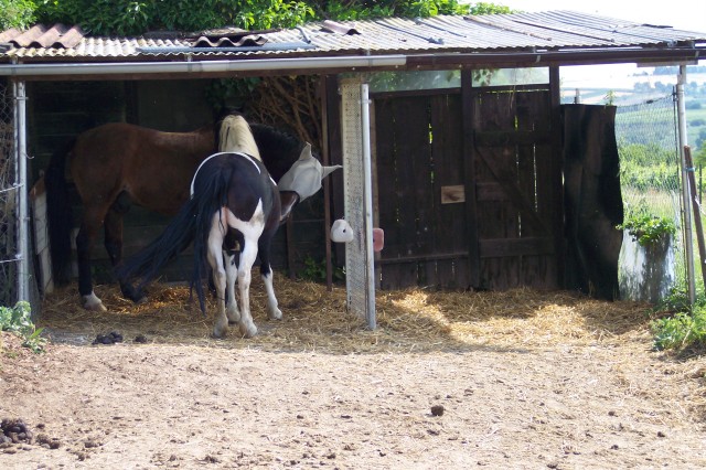 Freier offenstallplatz für eine stute - Boxenvermietung - gau-algesheim