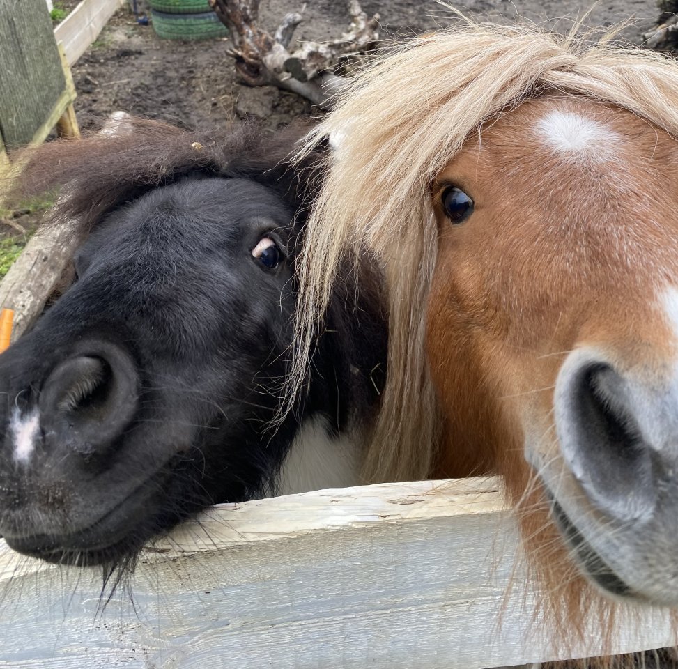 Minishetty - Minishettyehepaar - Ponys - Burg