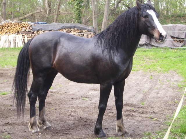 Deckhengst Andalusier-Quater-Mix - Deckhengst - Mittenwalde