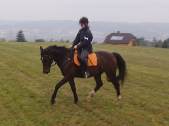 Hübscher Wallach sucht nette Reitbeteiligung! - Reitbeteiligung - Gera