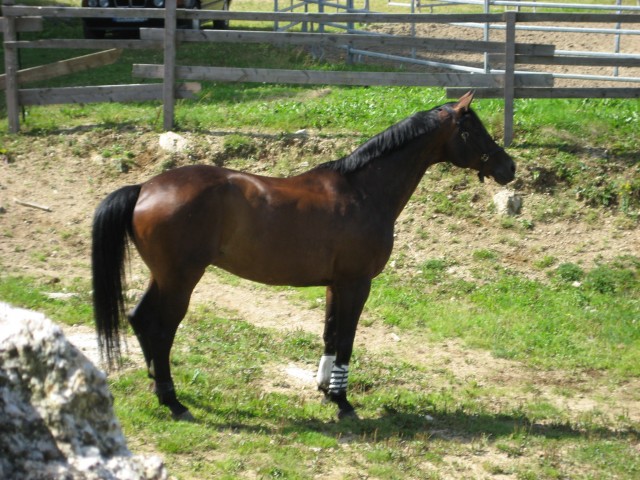 Luxus Reitbeteiligung auf feinfühligem Dressurpferd - Reitbeteiligung - Zorneding