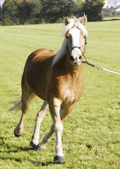 Reitbeteiligung Westernreiten Hessen - Reitbeteiligung - Burgholzhausen