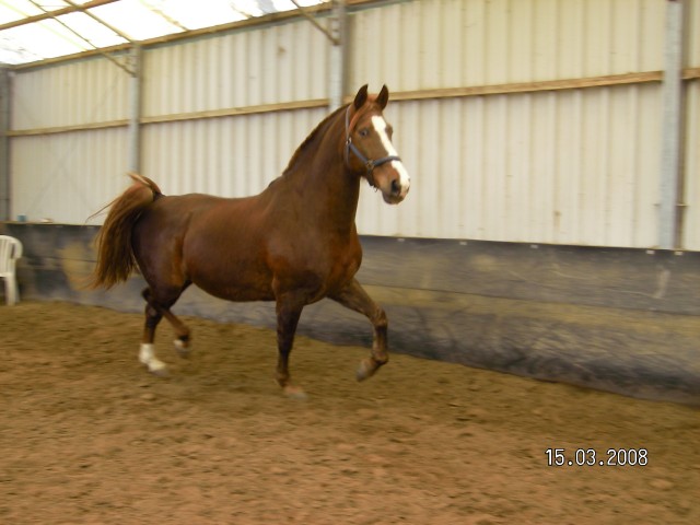 Biete Reitbeteiligung in Korschenbroich - Reitbeteiligung - Korschenbroich