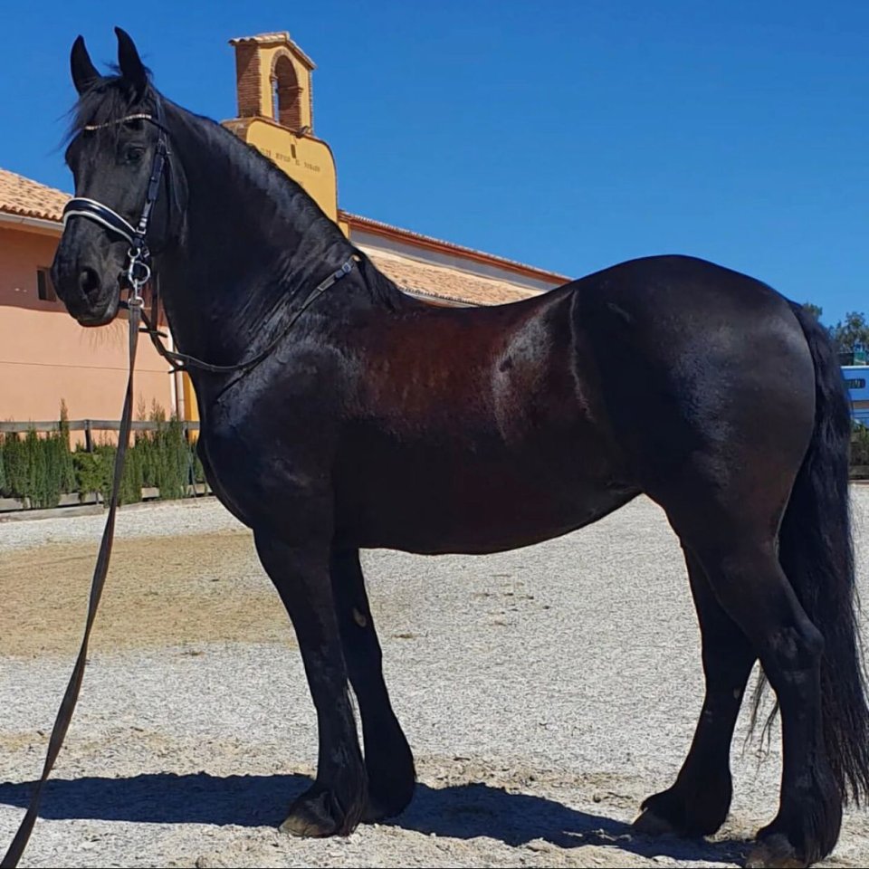 Sie ist eine 8 Jahre alte STER Stute, groß ca. 170 cm - Stute - Brauna