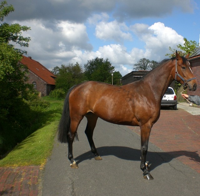 Schicker 3-jähriger Dressurnachwuchs! - Stute - Ochtersum