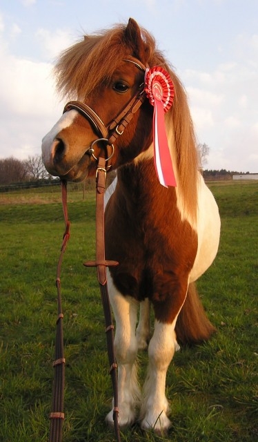 Original Shetty Deckhengst gekört, HLP - Ponys - Flörsbachtal- Lohrhaupten