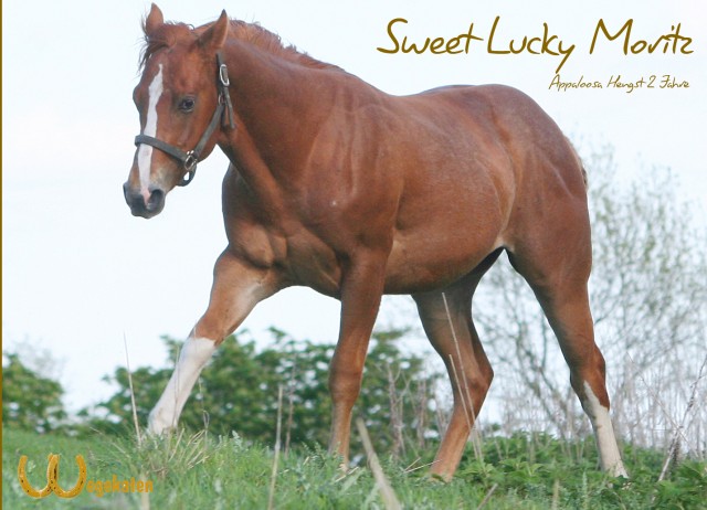 Sweet Lucky Moritz Top gezogener Hengstnachwuchs - Hengst - Krems