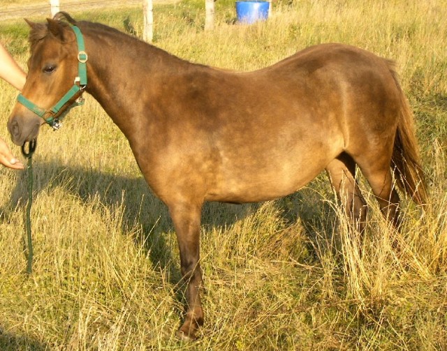 Classic Pony Stute „Libell“ - Stute - Liebenburg