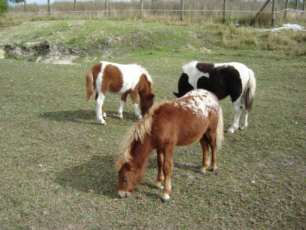 Verkaufen Shetlandponys - Ponys - Chörau