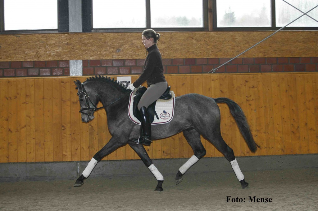 Deckhengst Deutsches Reitpony - Deckhengst - Steinfurt