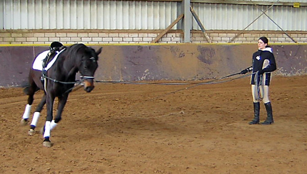 Biete Reitbeteiligung an lieber Warmblutstute in 54570 - Reitbeteiligung - Bleckhausener Mühle