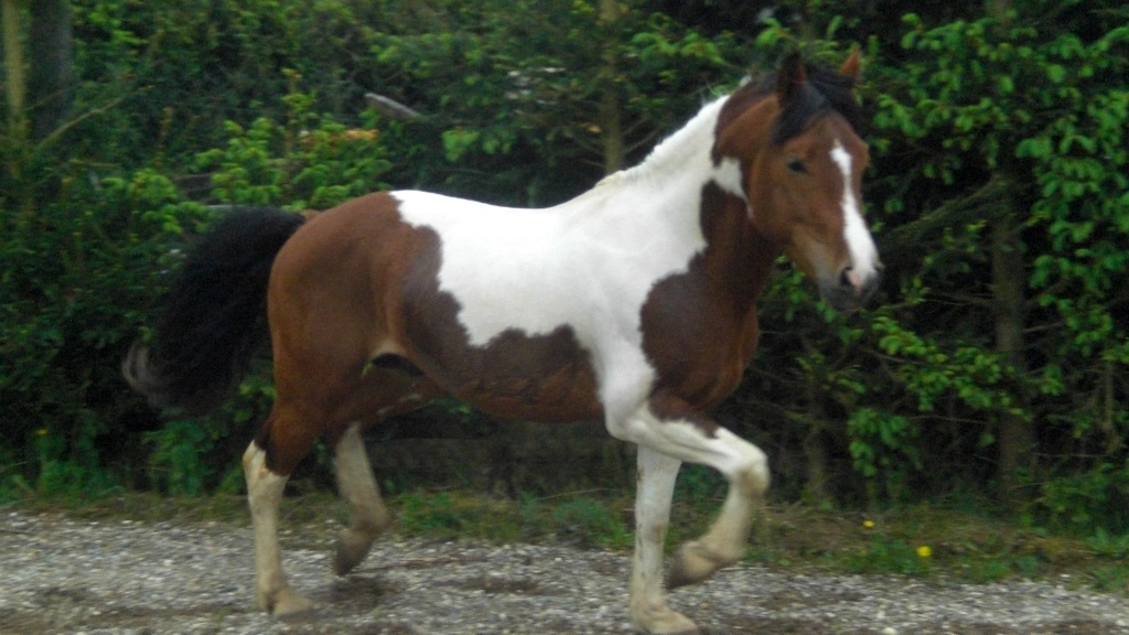 Pinto Hengst mit Papieren - Deckhengst - Herbolzheim