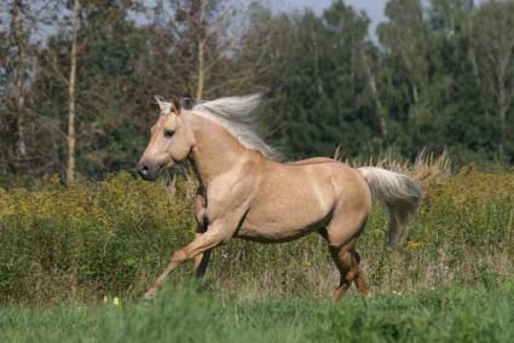 Deckanzeige : Quarter Pony Hengst ( NICHT ZUM VERKAUF / NOT FOR SALE!) - Deckhengst - Sasbachwalden