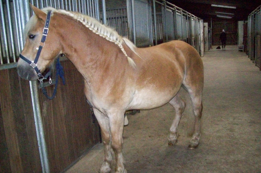 Hafiwallach sucht Reitbeteiligung - Reitbeteiligung - Lasbek