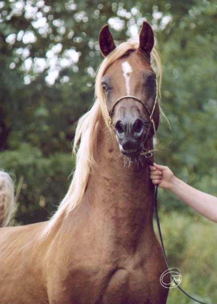 Qualitätsvolle Araber günstig abzugeben!!! - Stute - Braunschweig