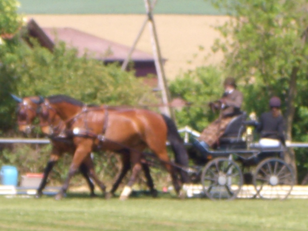 Reitbeteiligung gesucht - Reitbeteiligung - Affalterbach