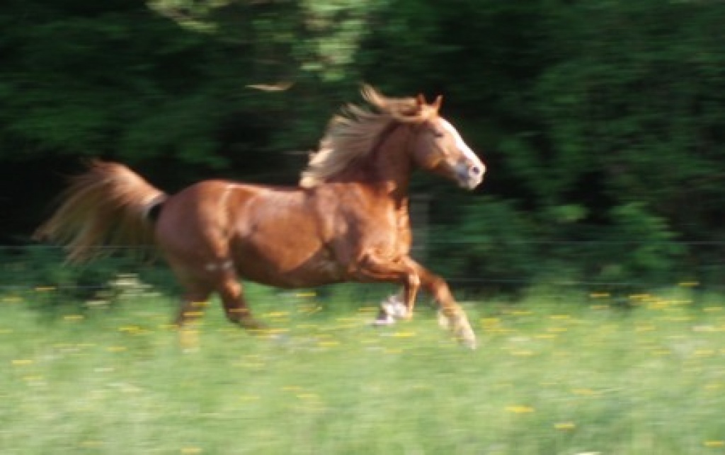Suche Reitbeteiligung für meinen Haflinger Wallach - Reitbeteiligung - Konz