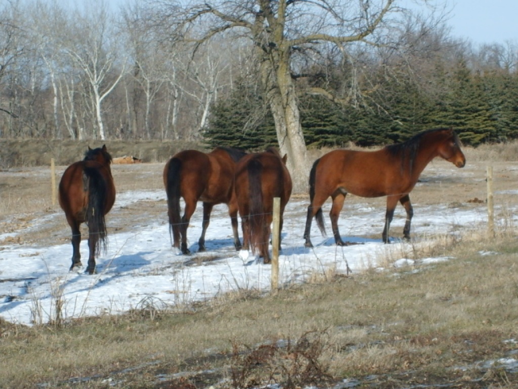 Abenteuerferien auf dem Ponyhof und Sprachcamps - Reitferien - 24799