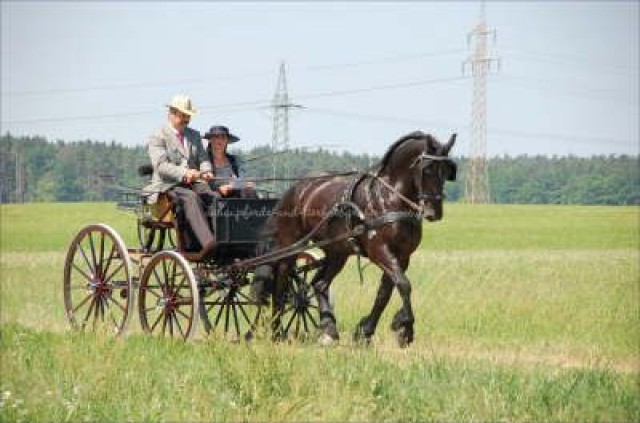 Mobiler FN-Fahrlehrer - Pferde Kutsche - Pyrbaum