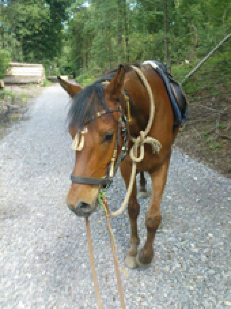 Biete Reitbeteiligung in Essen - Reitbeteiligung - Essen