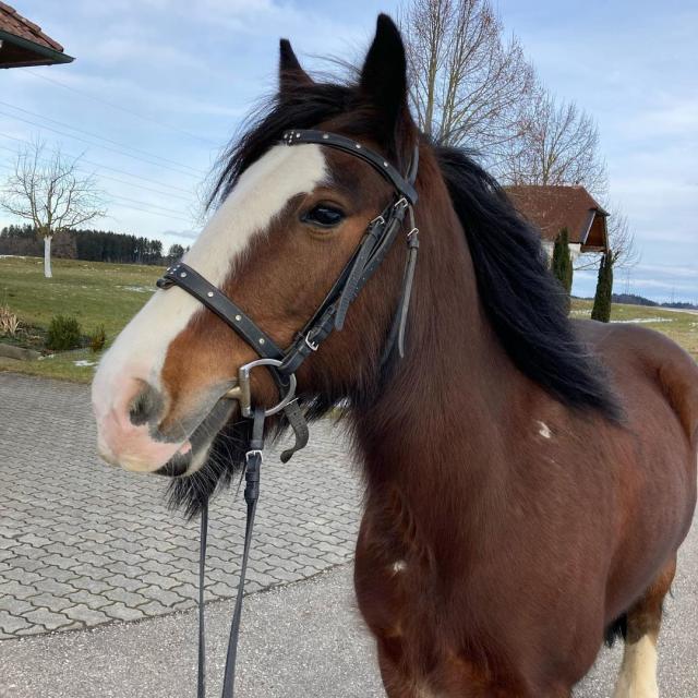 Irische Tinker Stute zu verkaufen - Ponys - Wolfhagen