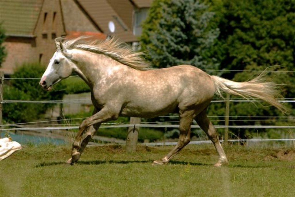 Araber Berber - Deckhengst - Stelzenberg