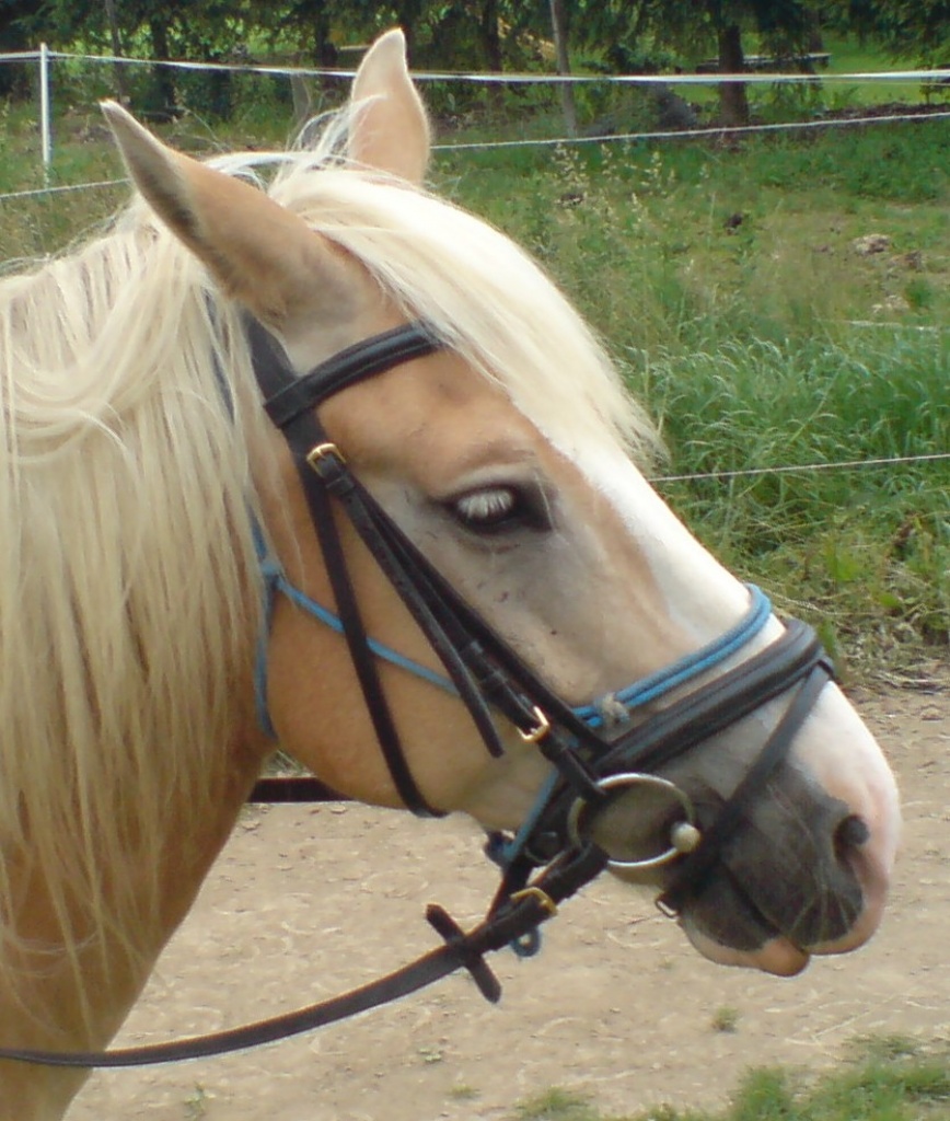 Kieffer Trense WB - Pferdezubehoer - Kleinich