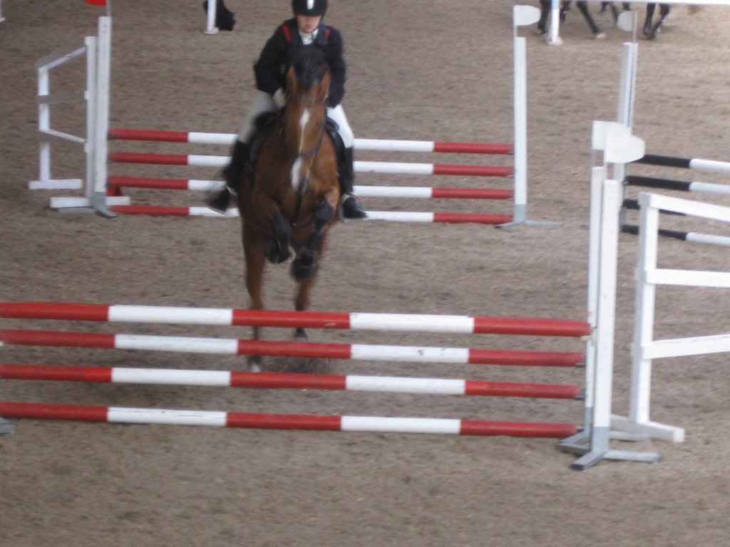 Suche Reitbeteiligung in Würzburg und Umgebung - Reitbeteiligung - Würzburg