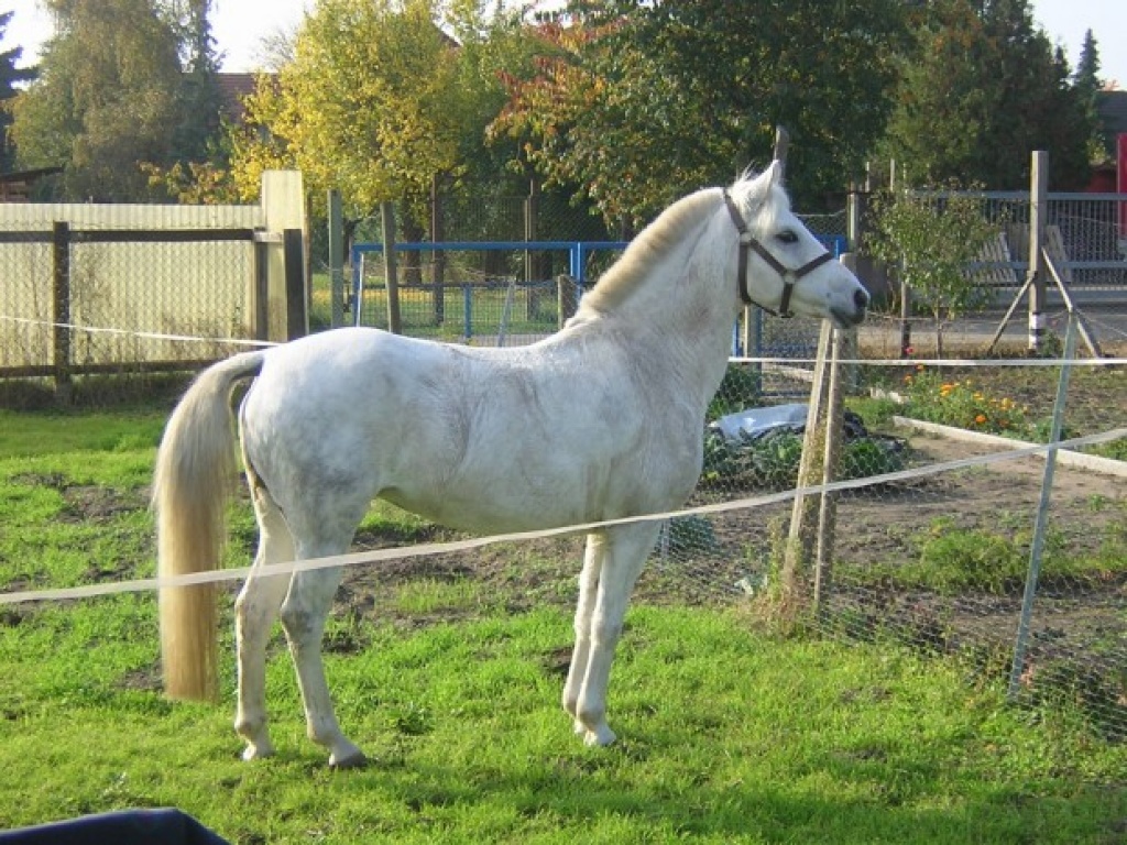 Suche RB für mein Deutsches Reitpony - Reitbeteiligung - Rodgau
