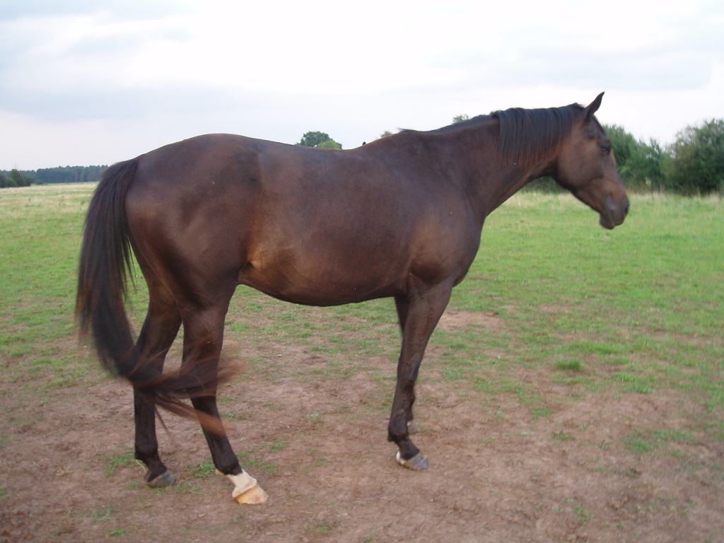 Wunderschöne artige Pferde, Trakehner rappen und Quarter-Horse - Stute - Schwarmstedt