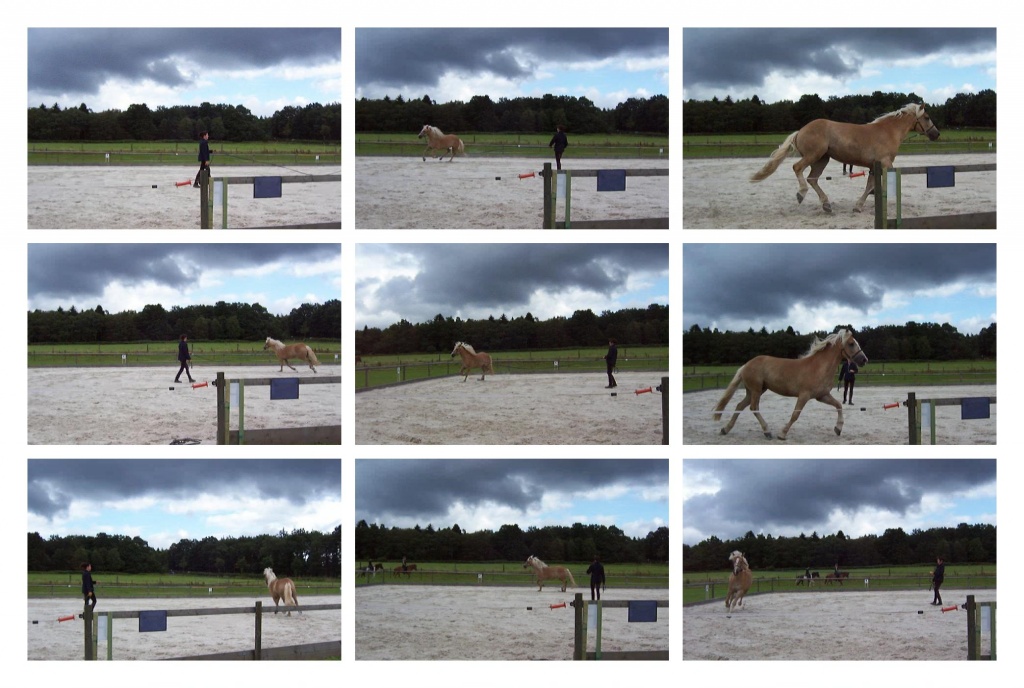Sportlicher Haflinger Wallach - Reitbeteiligung - kalterherberge