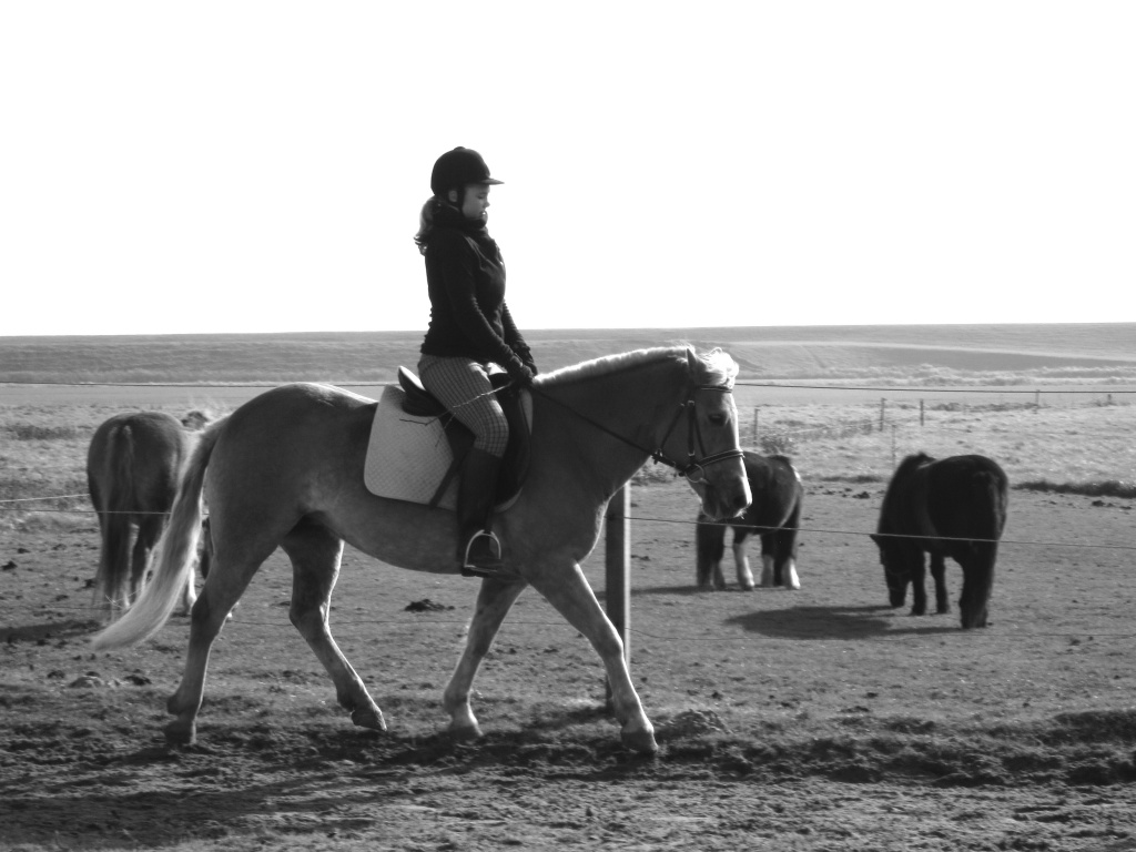 Suche ein liebes Pferd als Reitbeteiligung - Reitbeteiligung - Bergisch Gladbach
