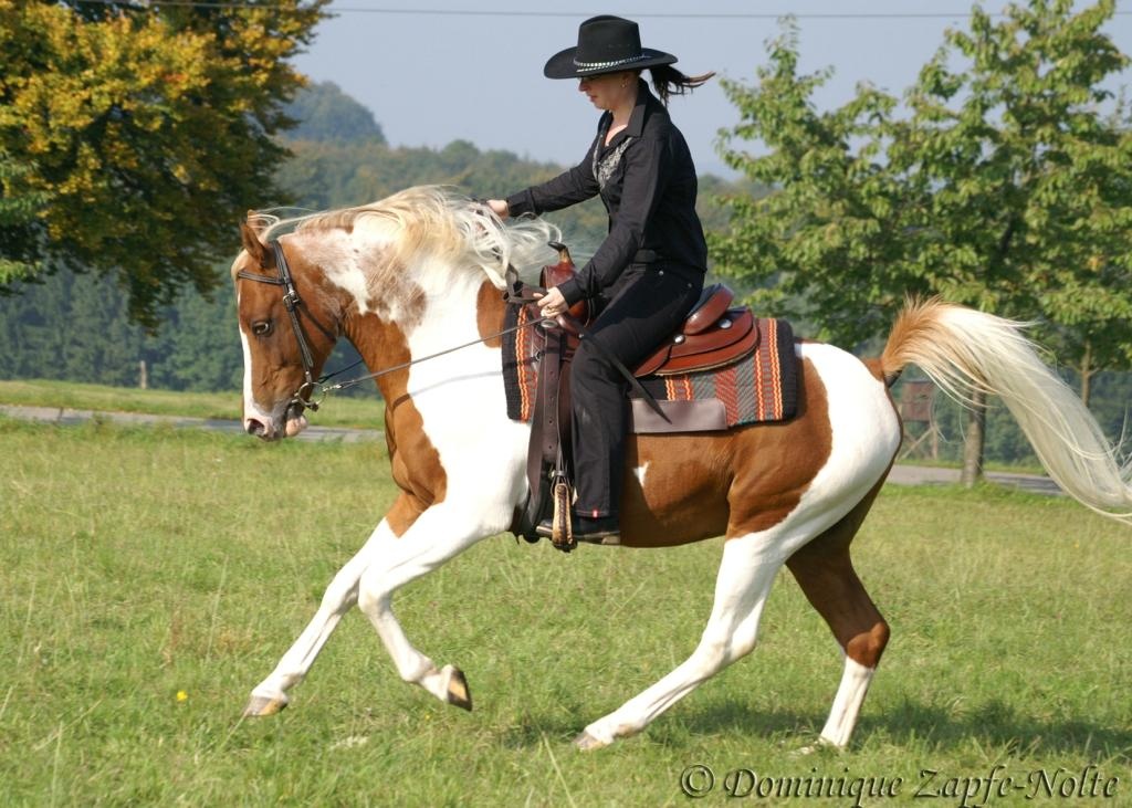 Araber Pinto Deckhengst 93% AV Anteil, Fuchsschecke - Hengst - Bad Driburg