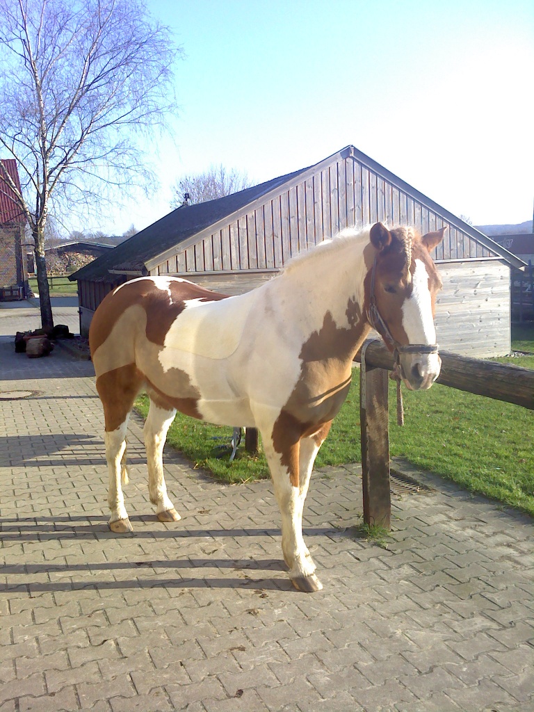 Biete Rb an Haflinger-Pinto Wallach - Reitbeteiligung - Datteln