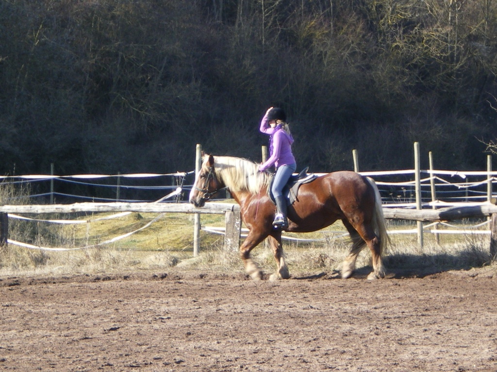 Ich suche eine Reitbeteiligung im StadtTeil Würzburg Rottenbauer - Ponys - Würzburg