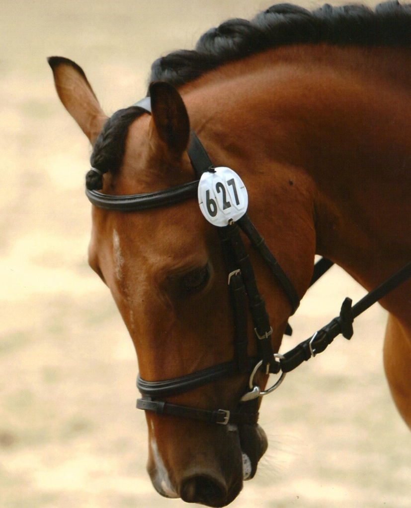 Suche Reitbeteiligung in Nettetal Lobberich! - Reitbeteiligung - Nettetal